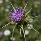 La belleza de un cardo