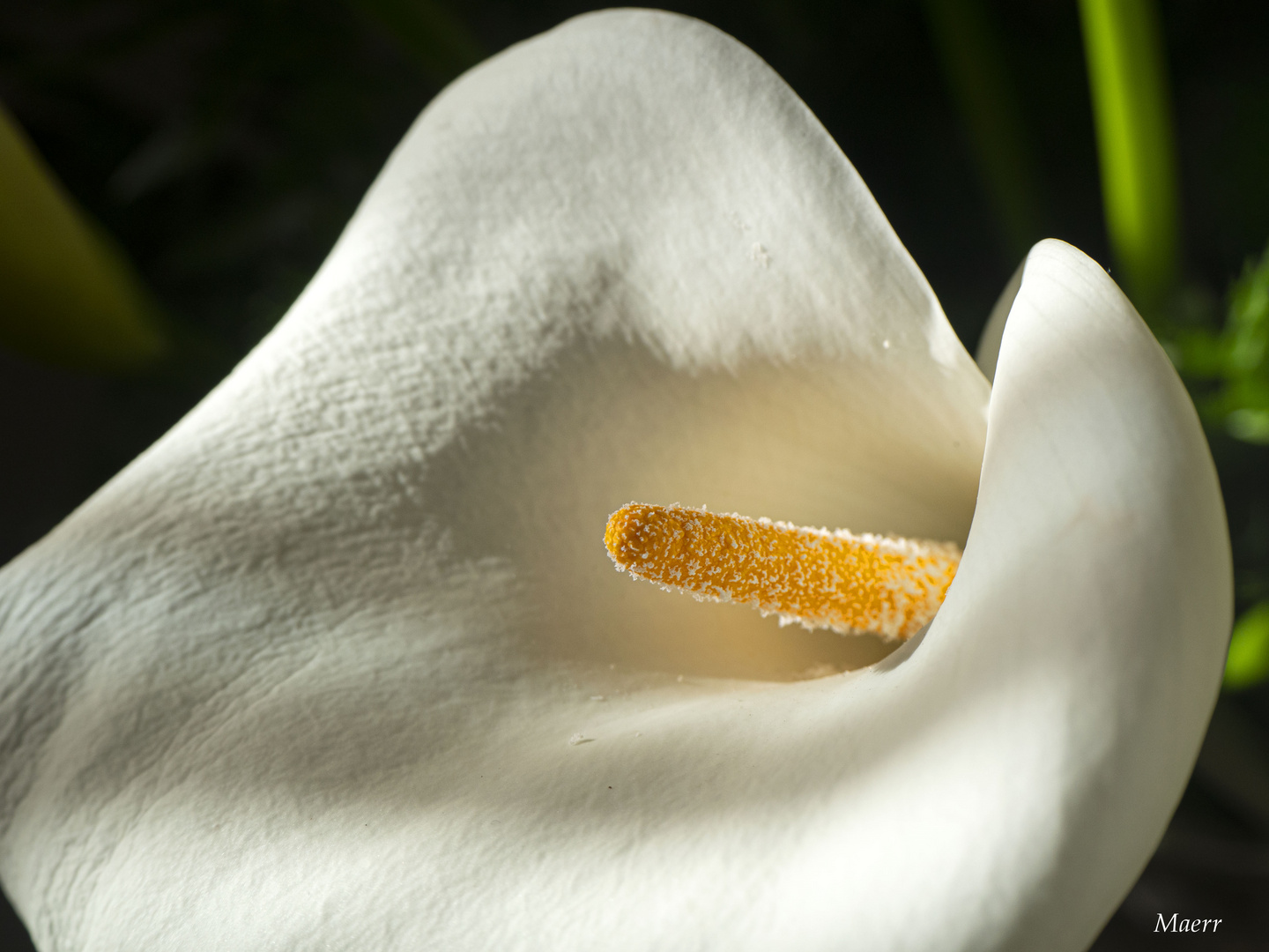 La belleza de una flor nos alimenta   el espíritu.