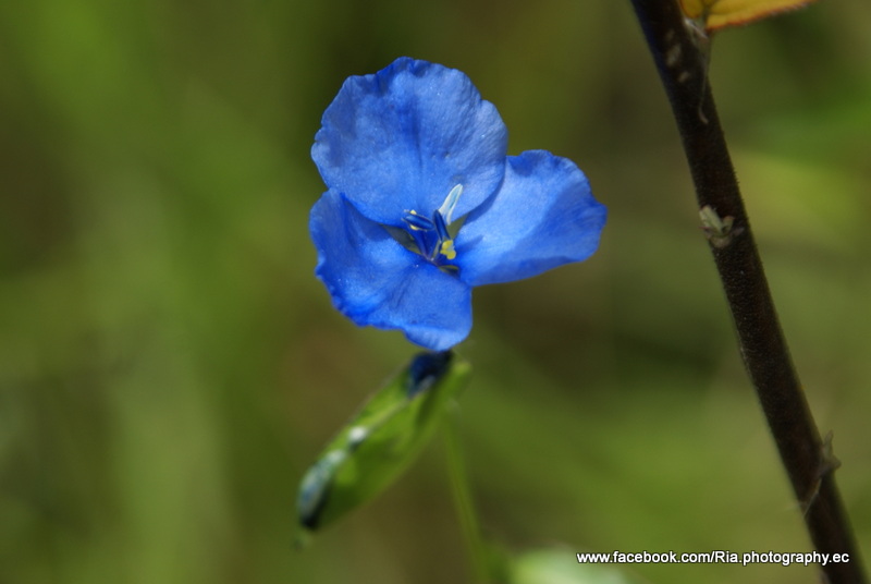 La belleza del azul