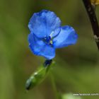 La belleza del azul