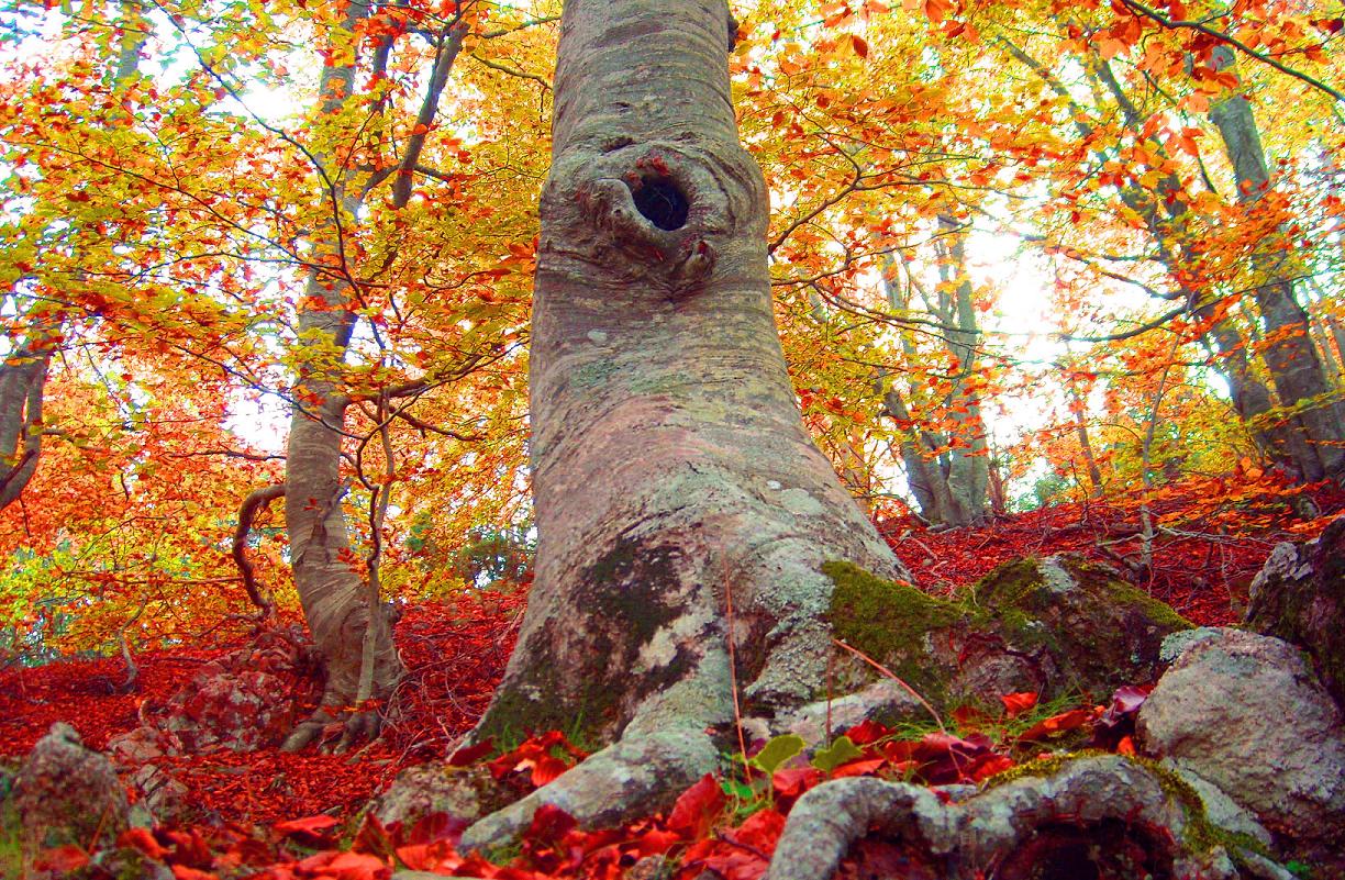 La belleza del desnudo del bosque