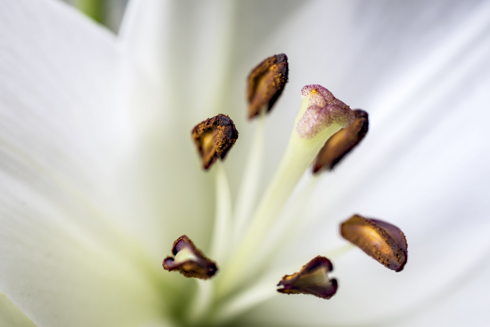 La belleza del interior de un lirio blanco