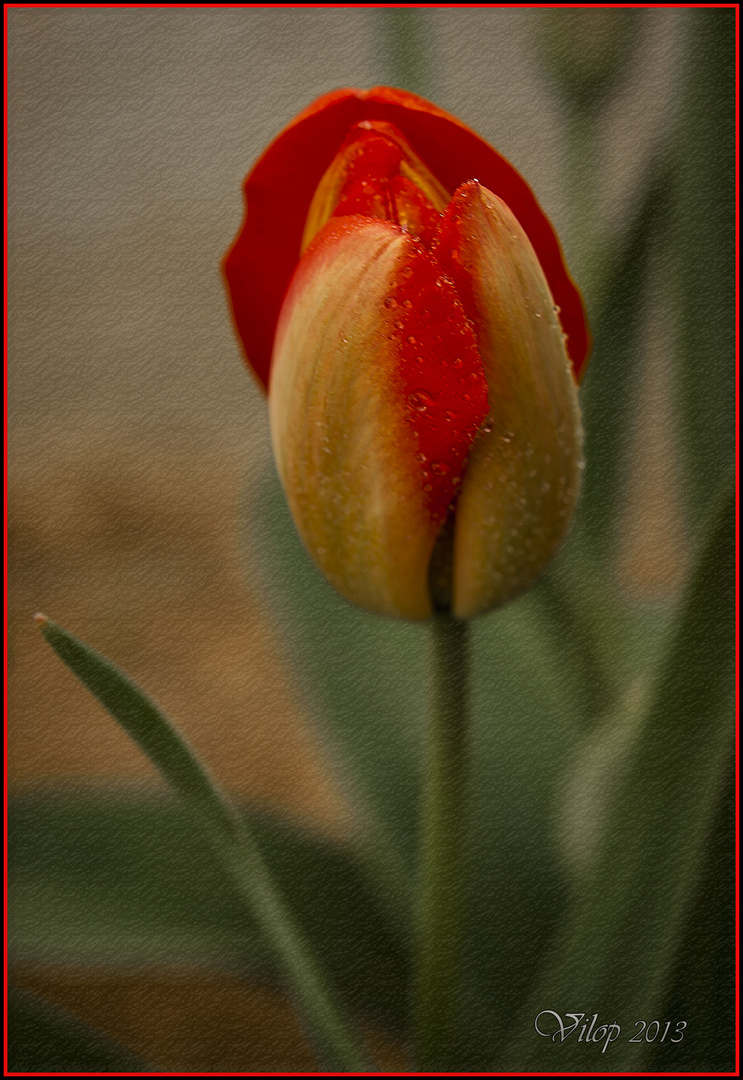 LA BELLEZA DEL TULIPAN