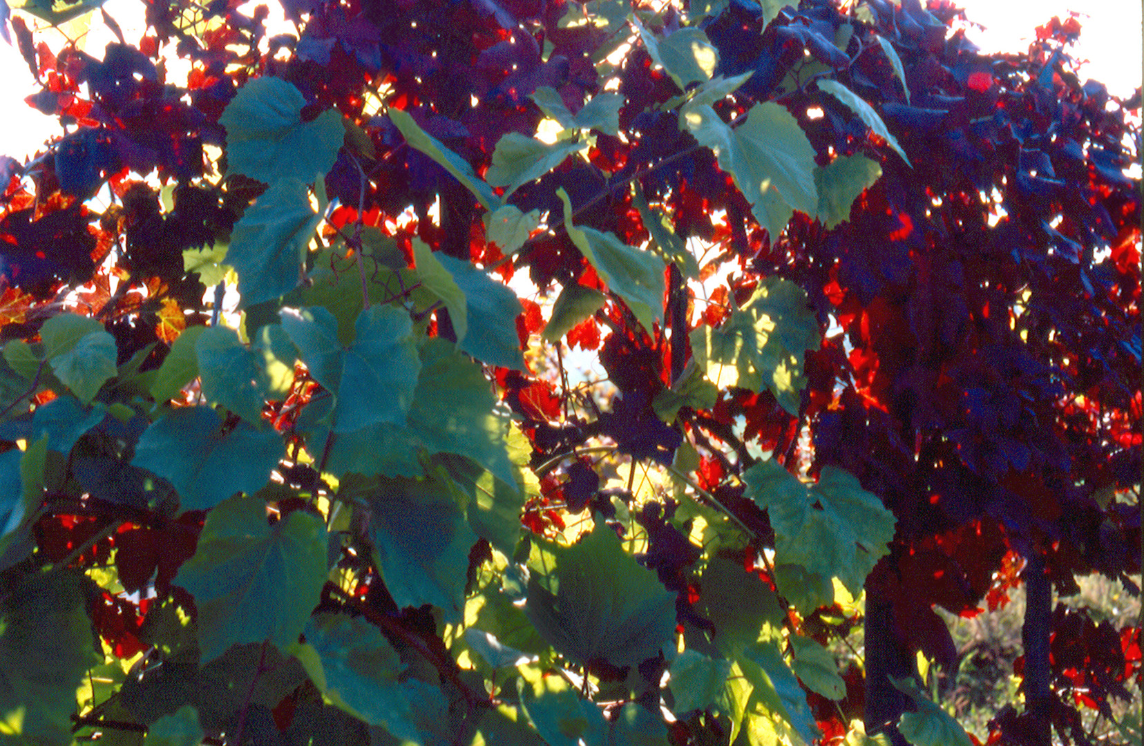 La bellezza dei colori autunnali