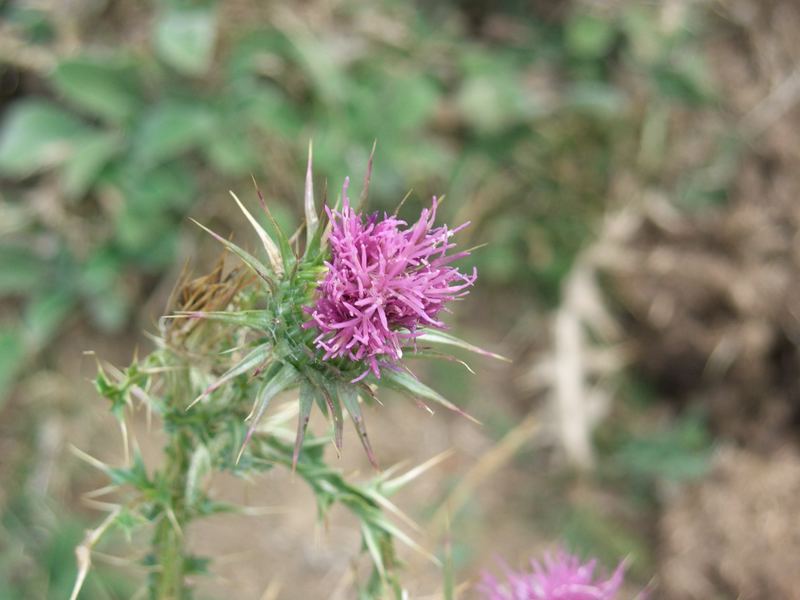 La bellezza dei fiori