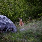 La bellezza della primavera