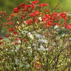 ... la bellezza della primavera ...