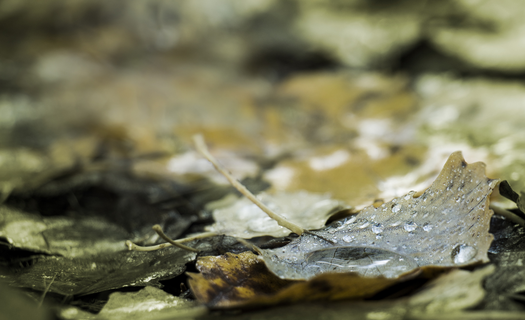 la bellezza dell´autunno