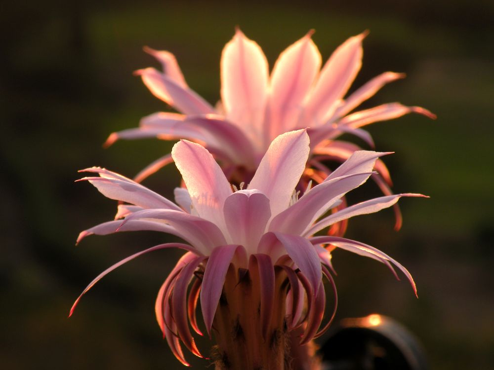 la bellezza effimera dei fiori di cactus