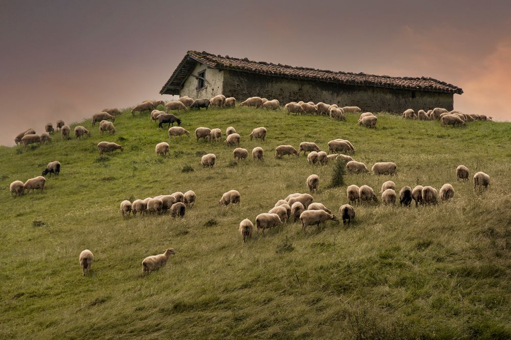La bergerie photo et image animations photographiques, un jour une