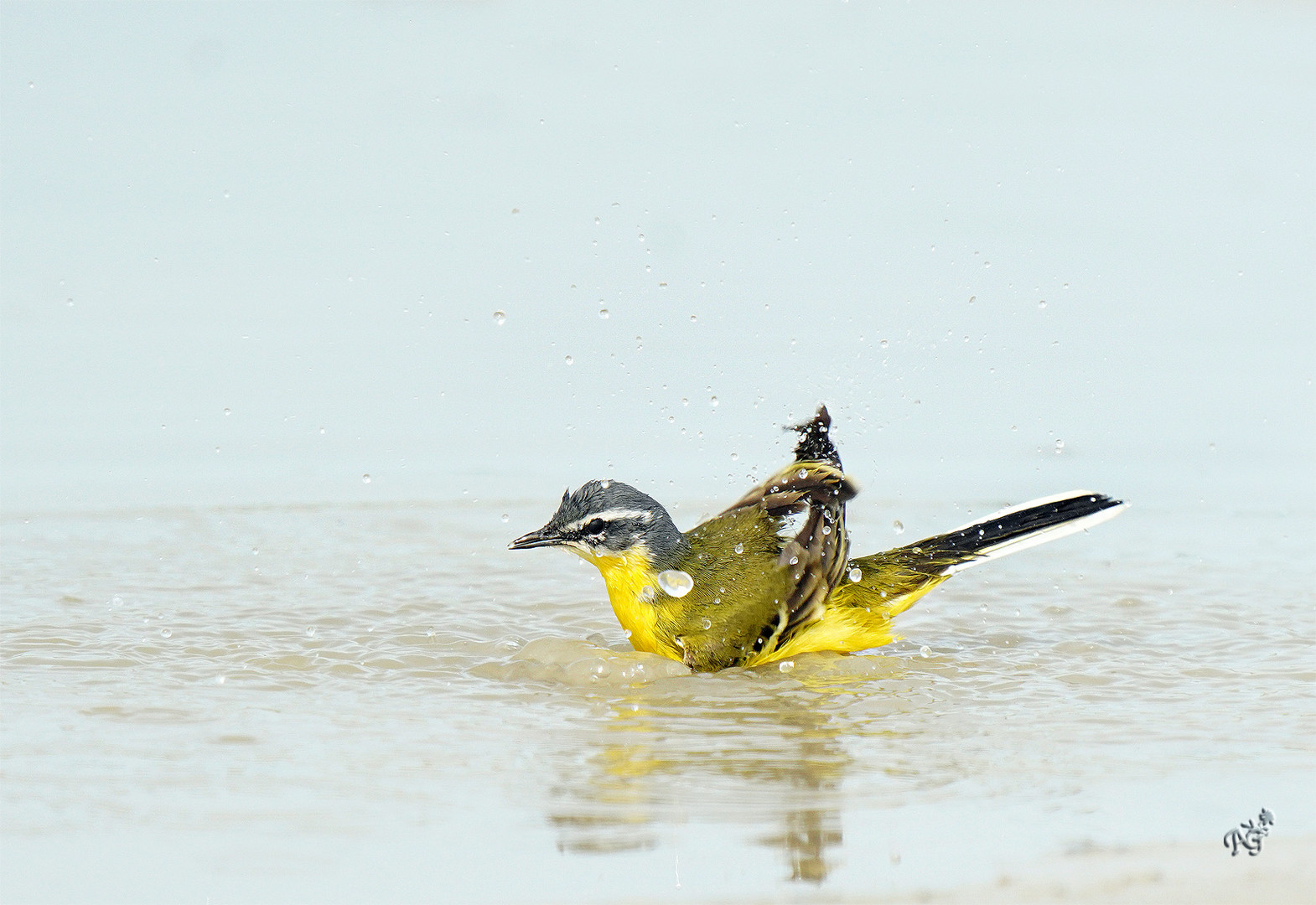 La bergeronette printanière au bain  !!!