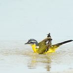 La bergeronette printanière au bain  !!!