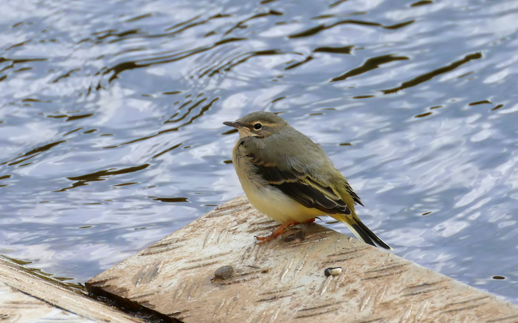 La Bergeronnette des ruisseaux - Motacilla cinerea - Gebirgsstelze