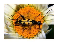 La bestiole sans nom ??? " Merci à tous pour Strangalia Maculata