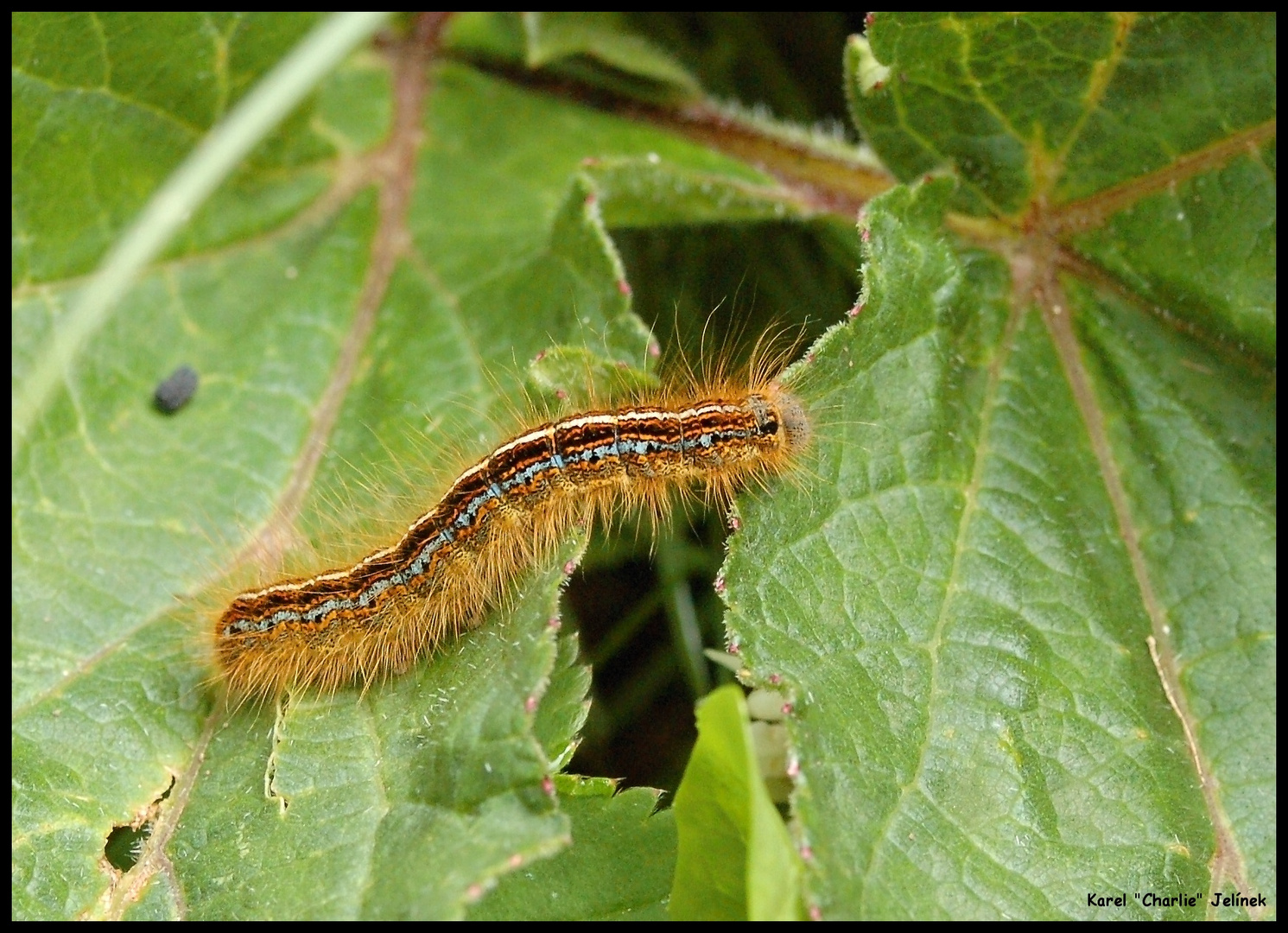 La bestiole velue