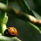 La bete à bon dieu 