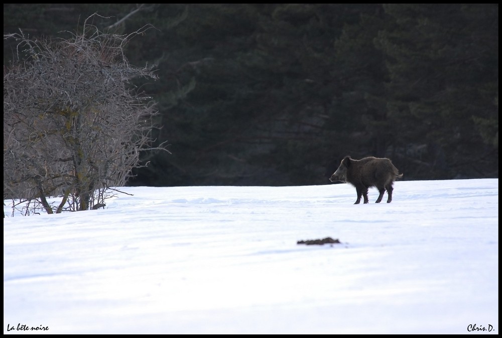 la bete noire sur un fond blanc