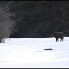 la bete noire sur un fond blanc