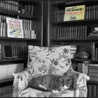 la bibliothèque du chat....