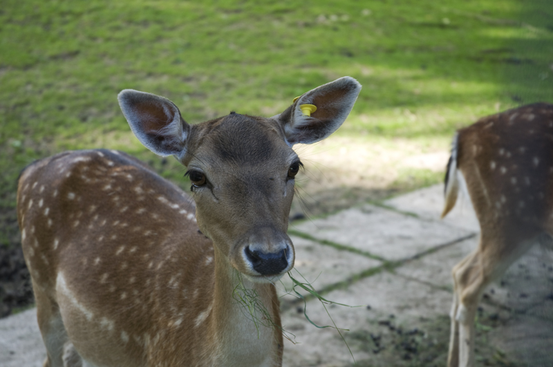 La biche