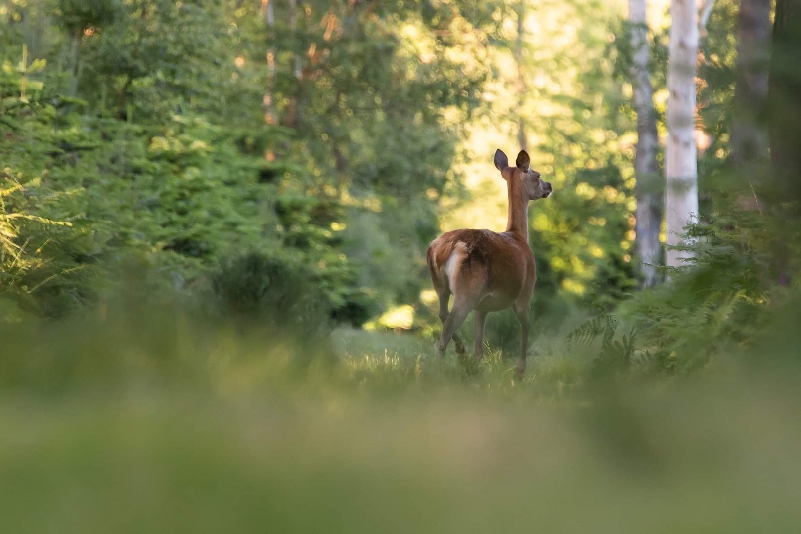 La biche 