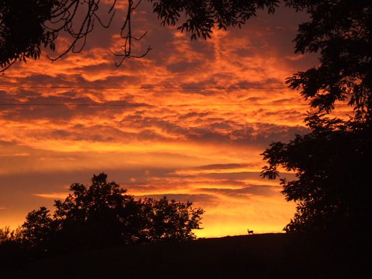 La biche au coucher du soleil