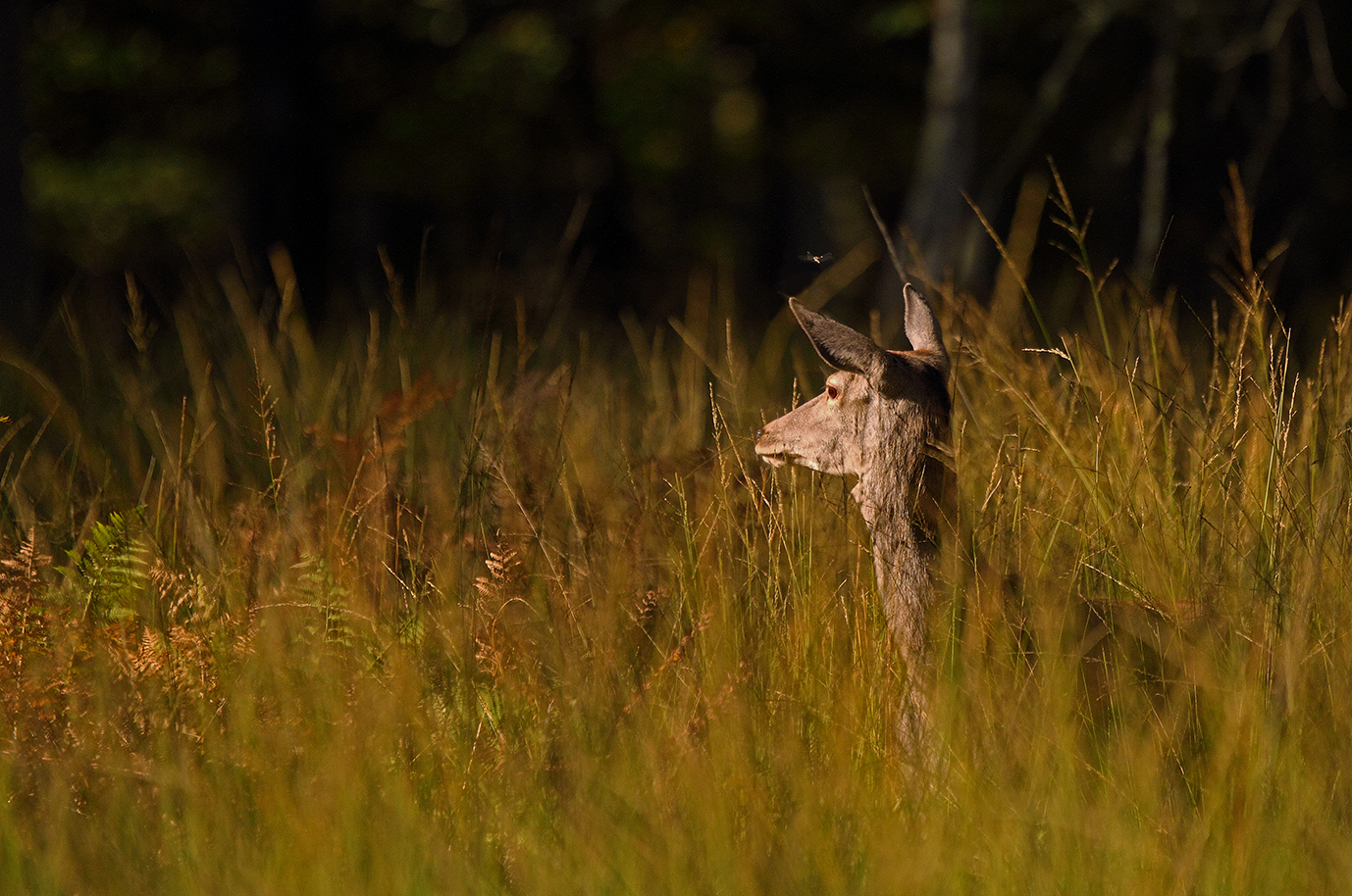 La biche et la libellule...