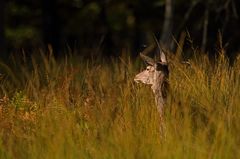 La biche et la libellule...