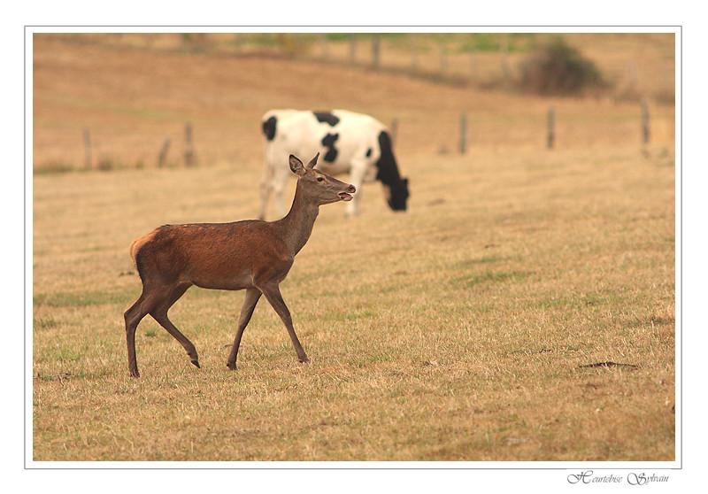 la biche et la normande