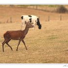 la biche et la normande