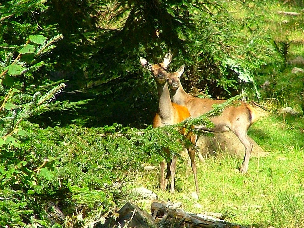 La biche et son fan