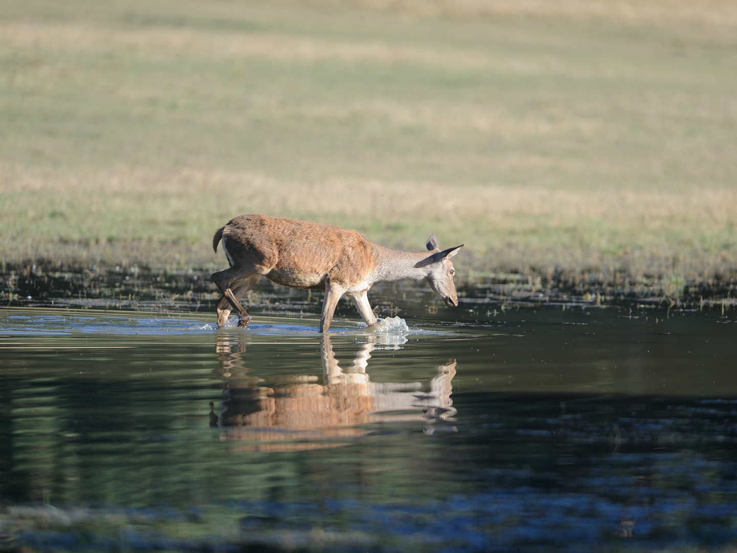 La Biche et son miroir