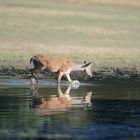 La Biche et son miroir