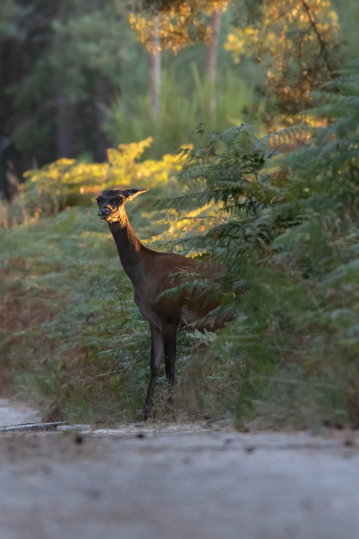 La biche importunée