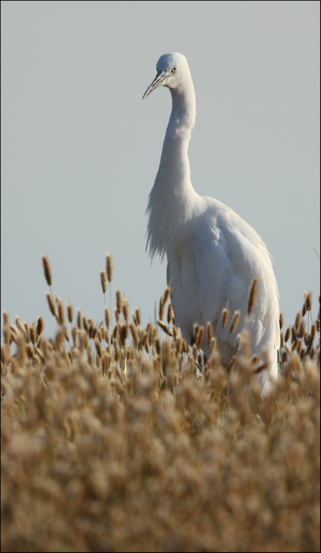 La blanche