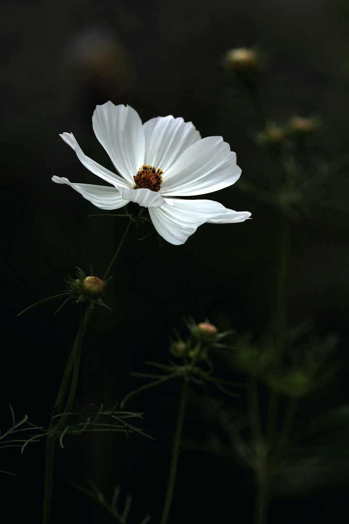 la blanche fée