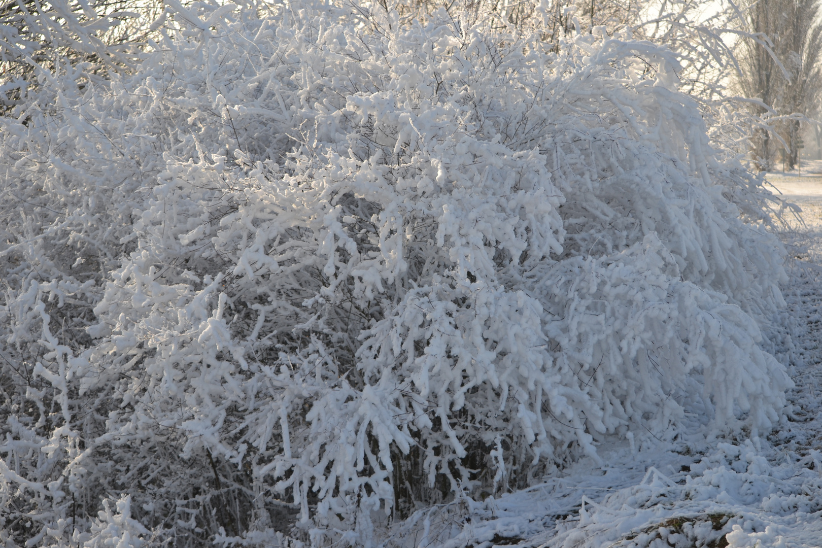 La Blancheur du Buisson !!