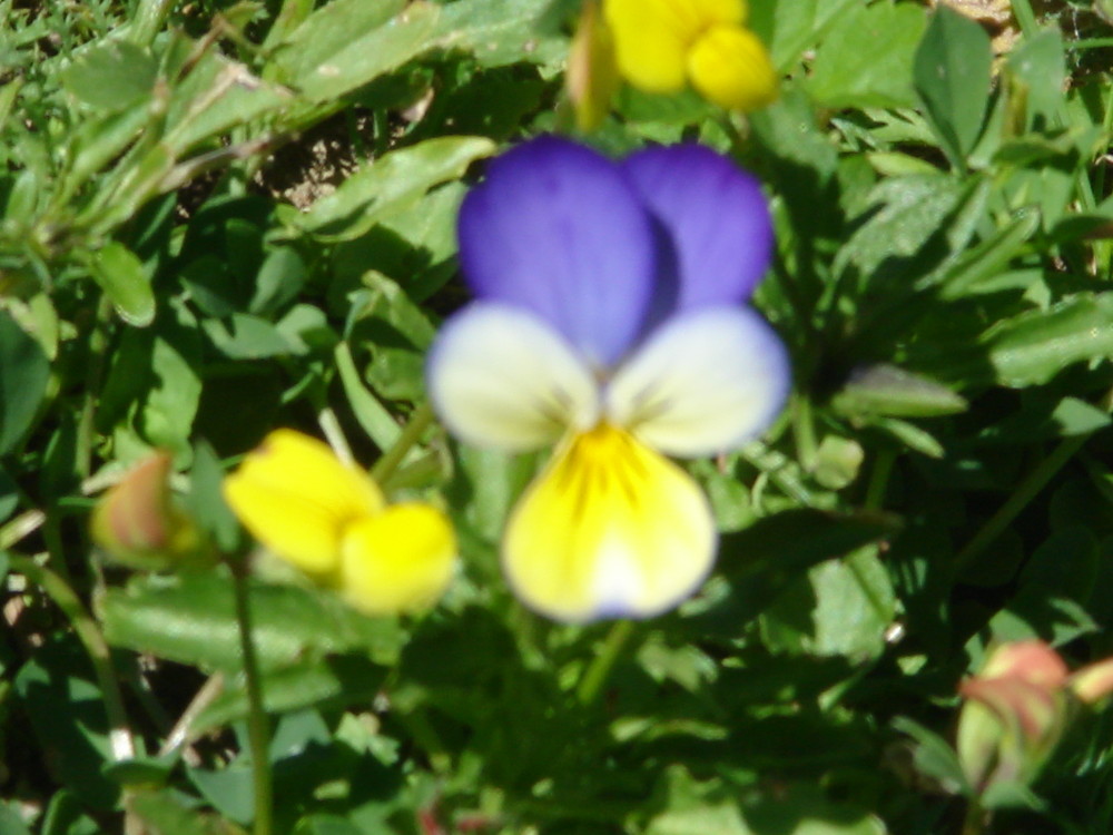 la bleu blanc jaune