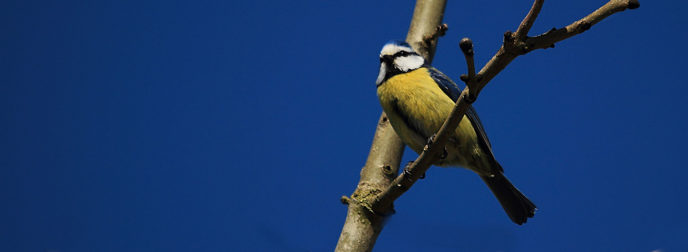 LA BLEUE DANS LES BRANCHES