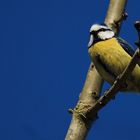 LA BLEUE DANS LES BRANCHES