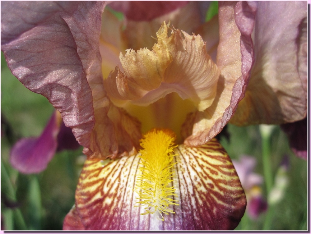 La bocca dell'iris
