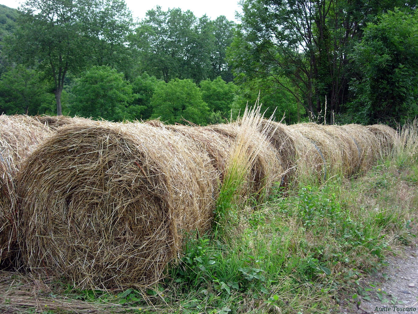 La bonne odeur du foin  coup  photo et image paysages 