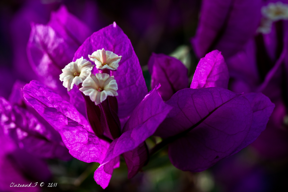 La bougainvillée