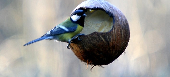 la boule et la mésange