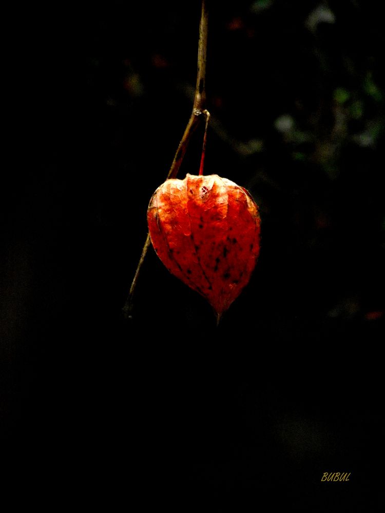 LA BOULE ORANGE