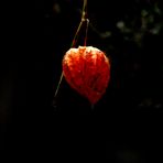 LA BOULE ORANGE