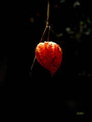 LA BOULE ORANGE