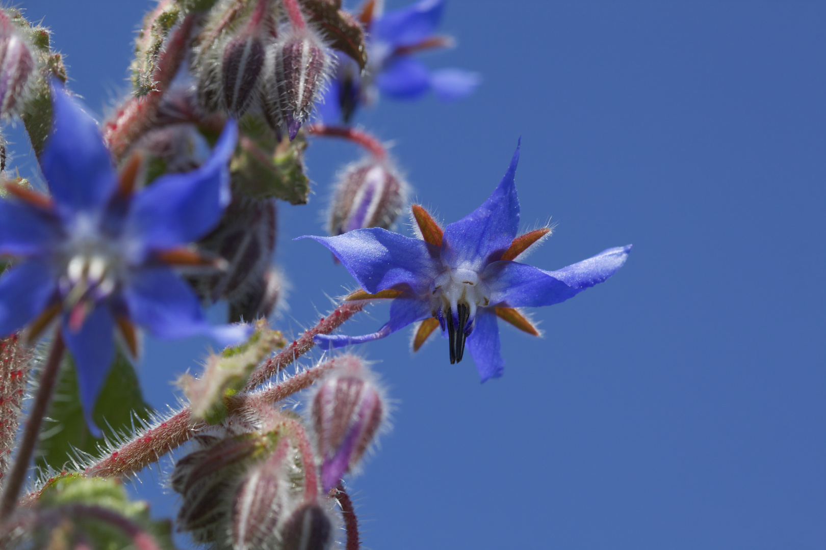 La bourrache a volé le bleu du ciel