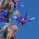 La bourrache a volé le bleu du ciel