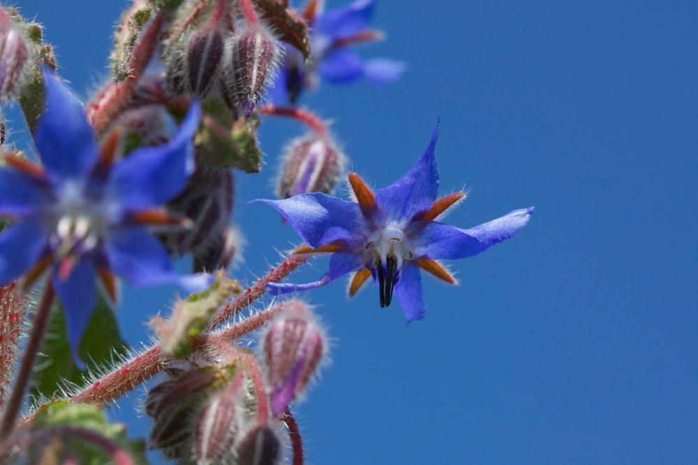 La bourrache a volé le bleu du ciel